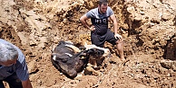 Gebze'de bataklığa saplanan inek iş makinesiyle kurtarıldı