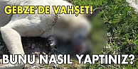 Gebze'de köpek vahşeti!