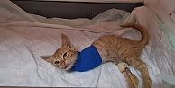 Gebze'de yaralı halde bulunan kedi yavrusu cerrahi müdahaleye rağmen 2 bacağını kaybetti