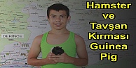 Hamster ve Tavşan Kırması Guinea Pig Nedir