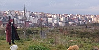 Hayvansever hemşire sokak hayvanlarını beslemek için her gün kilometrelerce yol katediyor