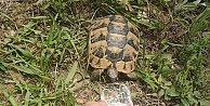 Hayvansever vatandaş bitkin halde bulduğu kaplumbağaya su içirdi