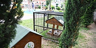 Kafesli kedi evinde pilot uygulama
