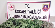 Karamürsel'de drone destekli uyuşturucu operasyonu