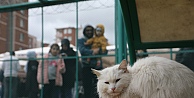 Kedi Kasabası Açıldı