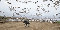 Kocaeli, yeni Kovid-19 tedbirleri