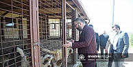 Kocaeli'de koruma altına alınan 97 köpek tedavilerinin ardından sahiplendirilecek