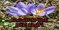 Kocaeli'de yeni bitki türü keşfedildi