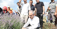 Lavanta kokuları eşliğinde hasat yaptılar
