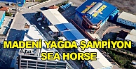 Madeni Yağda şampiyon Sea Horse!