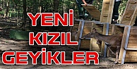 Ormanya Ailesine 5 Kızıl Geyik Katıldı