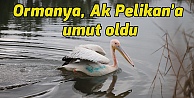 Ormanya, Ak Pelikan'a umut oldu