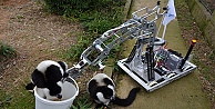 Robot, Lemurları Besledi!