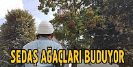 SEDAŞ ağaçları buduyor!