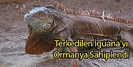 Terkedilen İguana'yı Ormanya Sahiplendi
