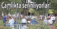 Vatandaş çamlık parkında serinliyor!