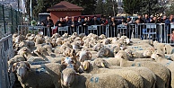 Yüzde 50 Hibeli Destekle Çiftçiye Koç Ve Teke Veriliyor