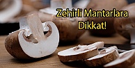 Zehirli Mantarlara Dikkat!