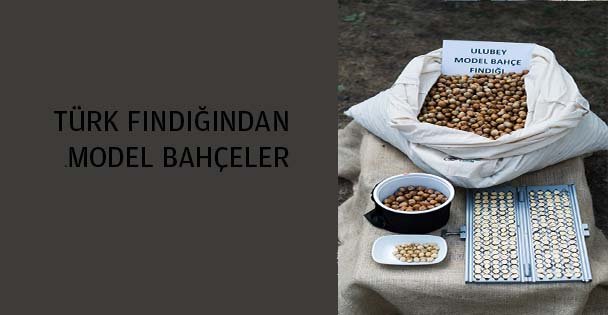 Türk fındığında Model Bahçeler…