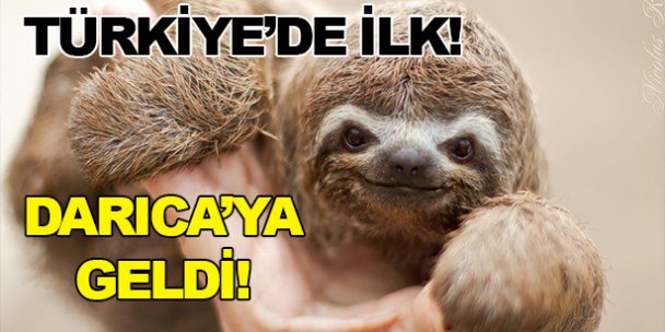 Türkiye'de ilk kez Darıca'ya geldi!