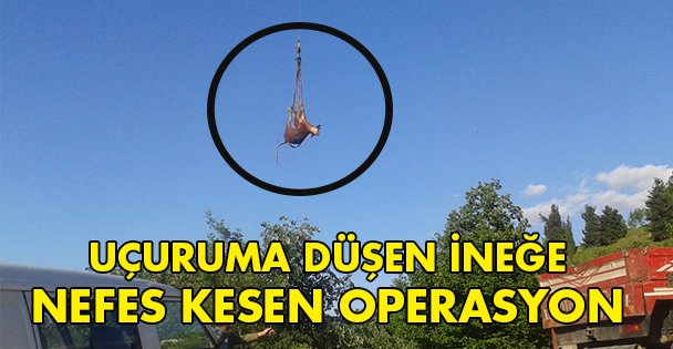 Uçuruma düşen ineğe nefes kesen operasyon!