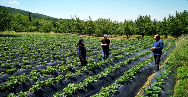 Üreticilere 118 Bin Çilek Fidesi Dağıtıldı