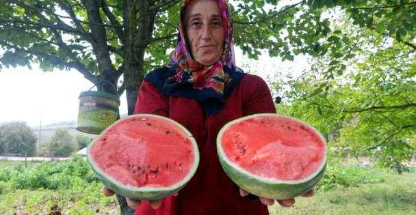 Üreticilere karpuz tohumu desteği