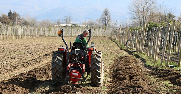 Üretim fidanlığında yetişiyor, Kocaeli'yi yeşillendiriyor