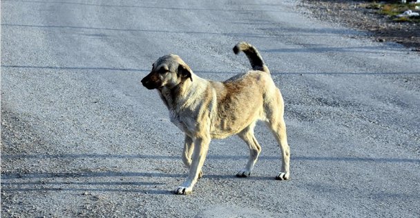 Uzmanından sokak hayvanlarıyla mücadelede toplumsal iş birliği çağrısı