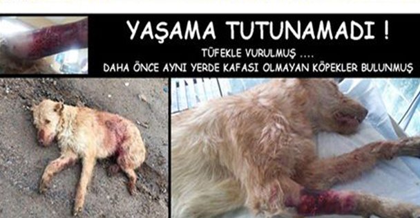 Vahşetin Böylesi!