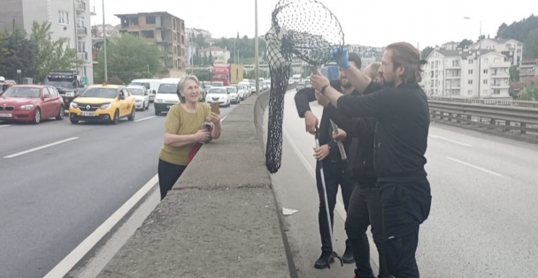 (VİDEOLU) Beton Bariyerlere Sıkışan Kedi İçin Trafiği Durdurdular