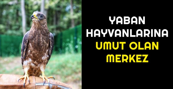 Yaban hayvanlarına umut olan merkez