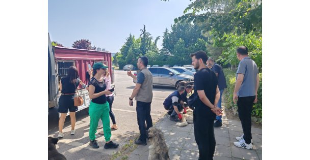 Yahya Kaptan'daki Saldırgan Köpeklere Müdahale