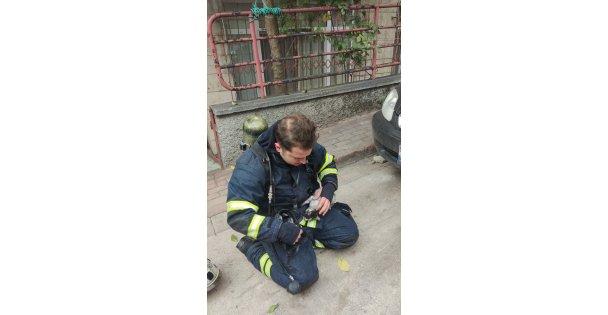 Yangında mahsur kalan kedi itfaiye ekiplerince kurtarıldı