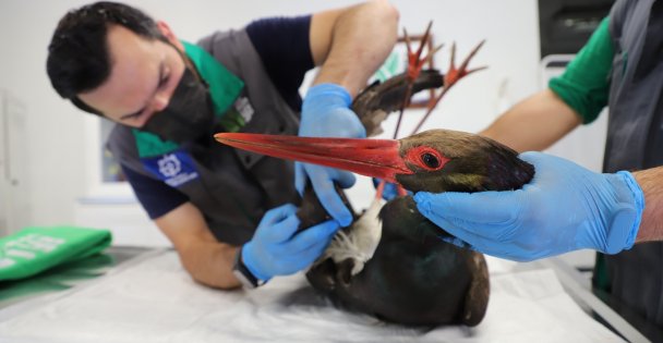 Yaralı Kara Leylek Ormanya'da koruma altında