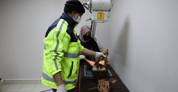 Yaralı köpek Büyükşehir'le hayata tutundu