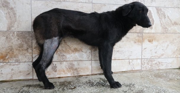 Yaralı köpek Patilik İle Hayata Bağlandı