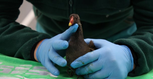 Yaralı Su Tavuğu Ormanya'da Tedavi Ediliyor