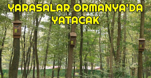 Yarasalar kış uykusuna Ormanya'da yatacak