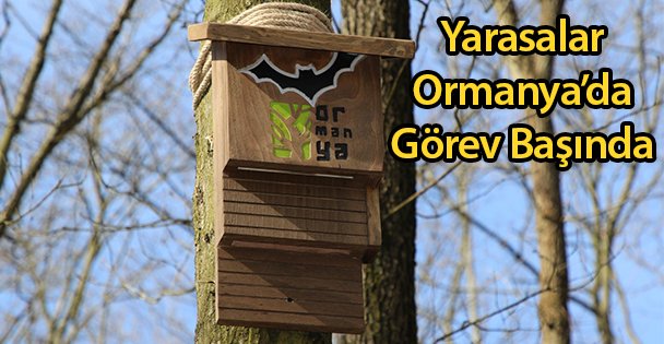 Yarasalar Ormanya'da Görev Başında