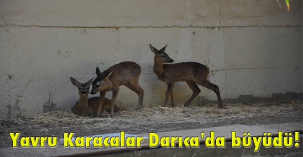 Yavru Karacalar Darıca'da büyüdü!
