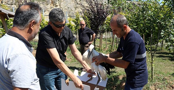 Yavru Leylekler Doğaya Salınacak