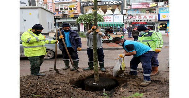 Yürüyüş Yolunda 22 Çınar Toprakla Buluştu