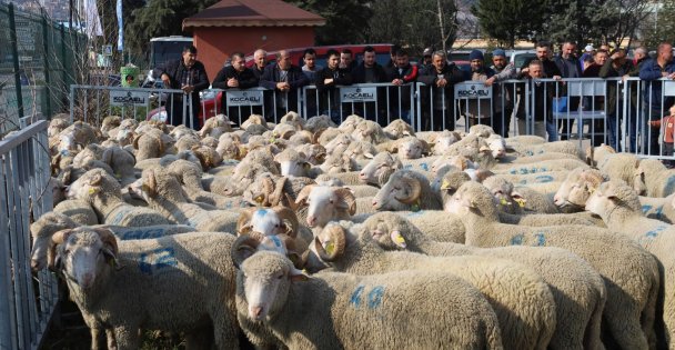 Yüzde 50 Hibeli Destekle Çiftçiye Koç Ve Teke Veriliyor