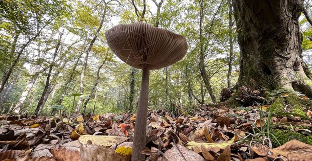 Yüzde Yüz Emin Olunmayan Mantar Öldürebilir