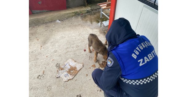 Zabıta patili dostlarımızı da unutmadı