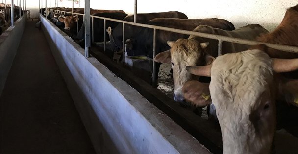 Zeki Kardeşler  Çiftliği Kurban Bayramına Hazır