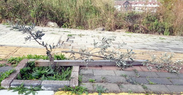 Zeytin ağaçlarına zarar verdiği iddia edilen şüpheliler aranıyor