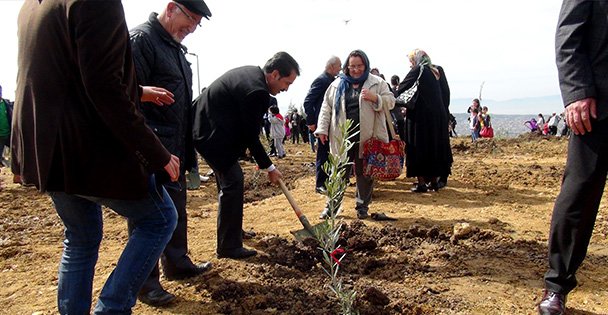 Zeytin fidanları şehitler için dikildi