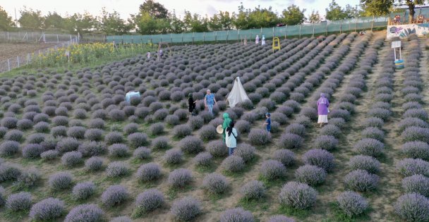 Ziyaretçiler lavanta bahçesinde stres atıyor